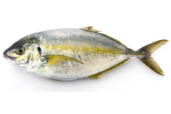 Fresh Shima aji se-dressed